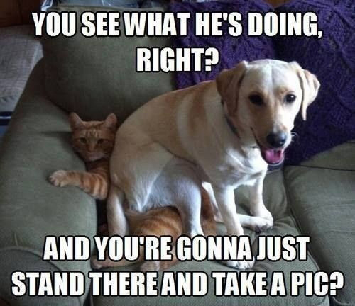 you-see-what-he_s-doing-right-and-youre-gonna-just-stand-there-and-take-a-pic-funny-dog-memes